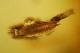Fossil Fly Swarm (Diptera) and an Unidentified Larva in Baltic Amber #135080-3